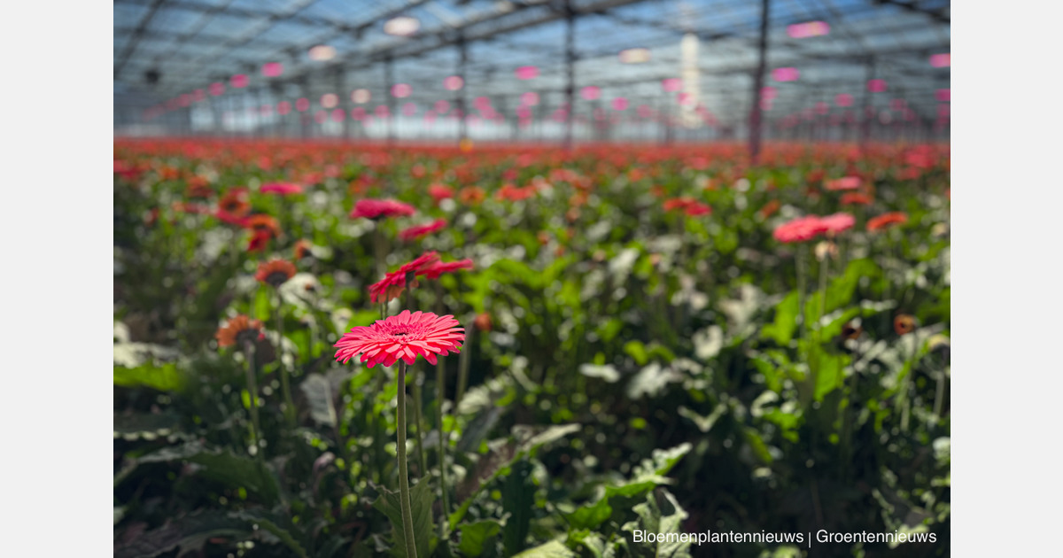 Silent failures and invisible lighting losses push Dutch growers to look closer