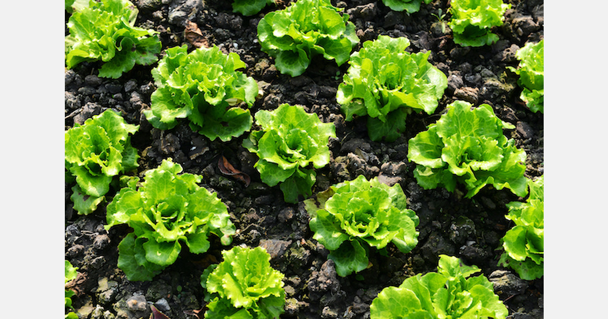 Cracking the code of seasonality in leafy green outbreaks