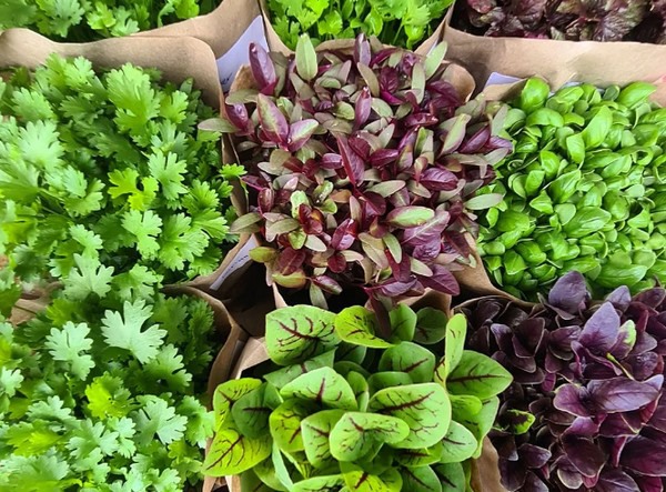 Spreading the nutritional value of microgreens on a national scale after amazing flood rebuild