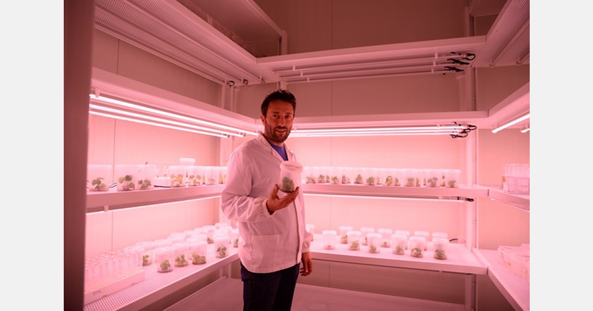 Nova Siri Genetics Research For Strawberry Cultivation