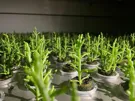 Netherlands: €200,000 grant for growing saline vegetables indoors