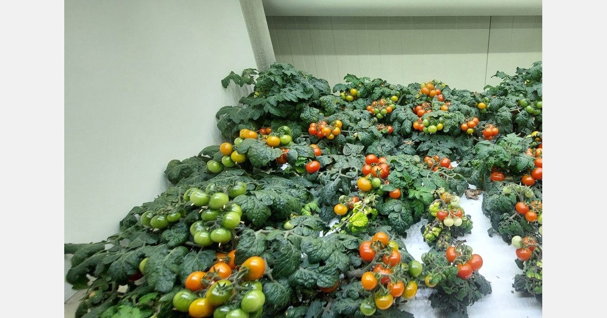 Fully controlled tomato cultivation in vertical farm: from propagation to harvest