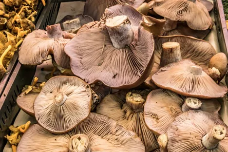 Mushroom cultivation thrives with apple pulp, research shows
