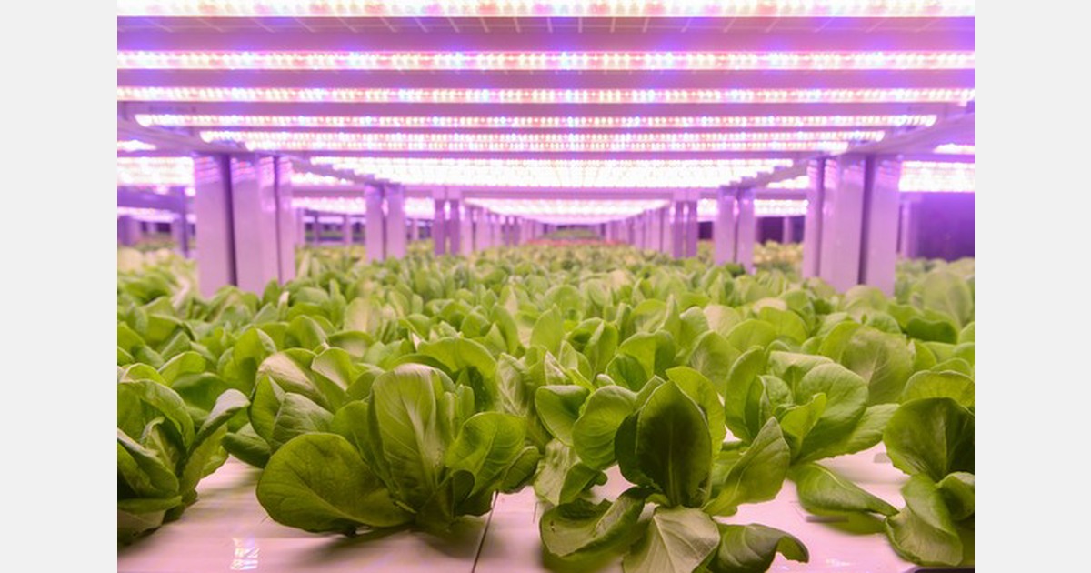 Dešimtadalis Lietuvos salotų auginama vertikalioje fermoje