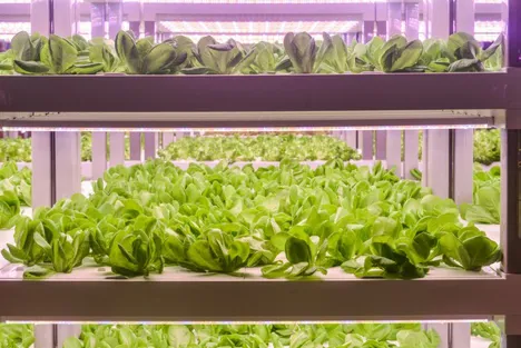 China: Vertical farming reaches new heights