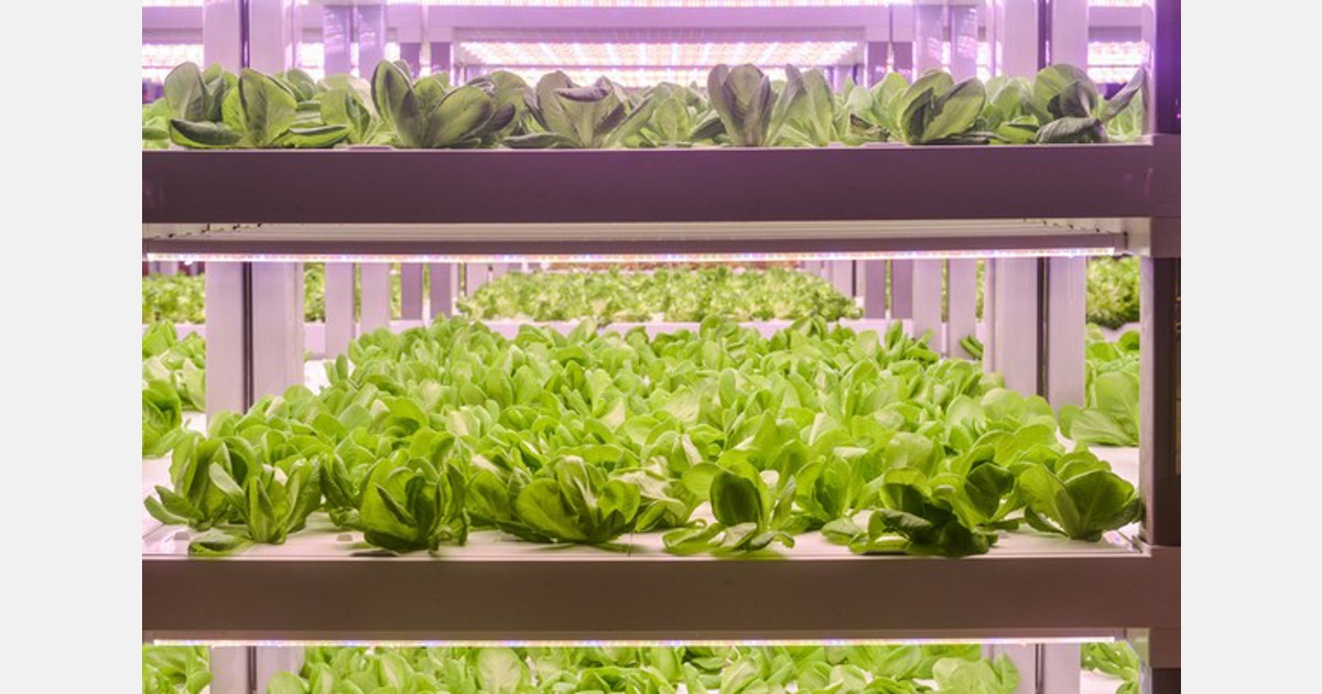 With no soil or growing seasons, this Ontario startup is working to feed a hotter world