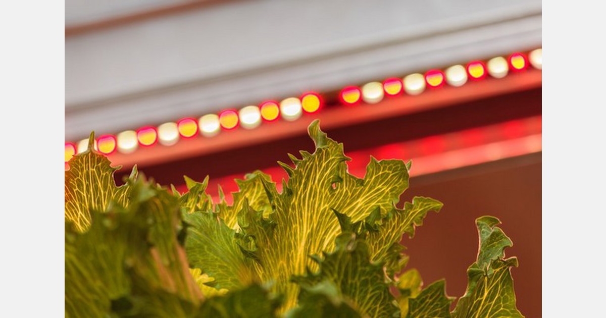 Hydroponics, open grow farming, and vertical setup: all in one