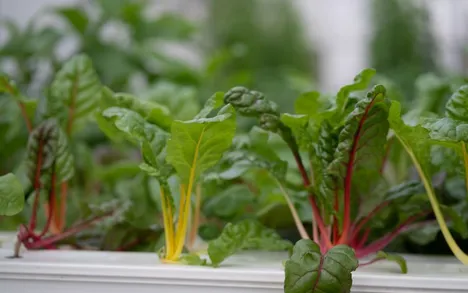 US: States can boost sustainable indoor agriculture with energy-saving policies