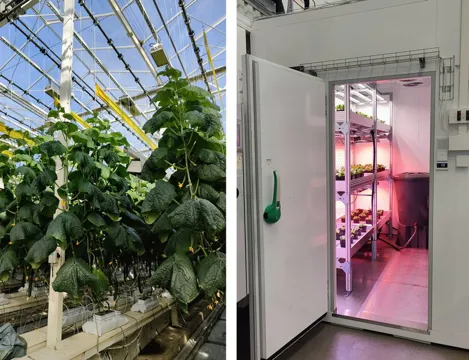 The vertical farming industry is looking for its place to develop