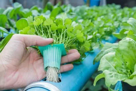 Advancing green sanitation in horticulture through on-site hydrogen peroxide production