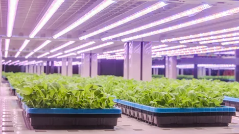 Energy-efficient IoT-based light control system in indoor cultivation