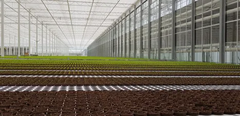 "Going from 0 to 100% lettuce production necessitates taking production and marketing into account"