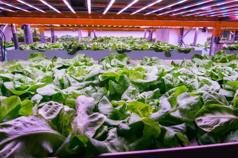 Korea and Qatar agree to set up smart farms in Middle East