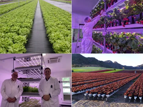 Spain: No distinction in the market between open-field and hydroponic lettuce