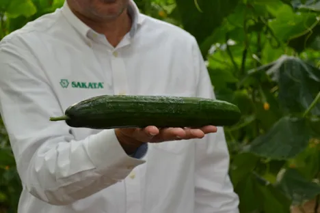 "After substantial investments in tomatoes and peppers, we've now gained a foothold in cucumbers"