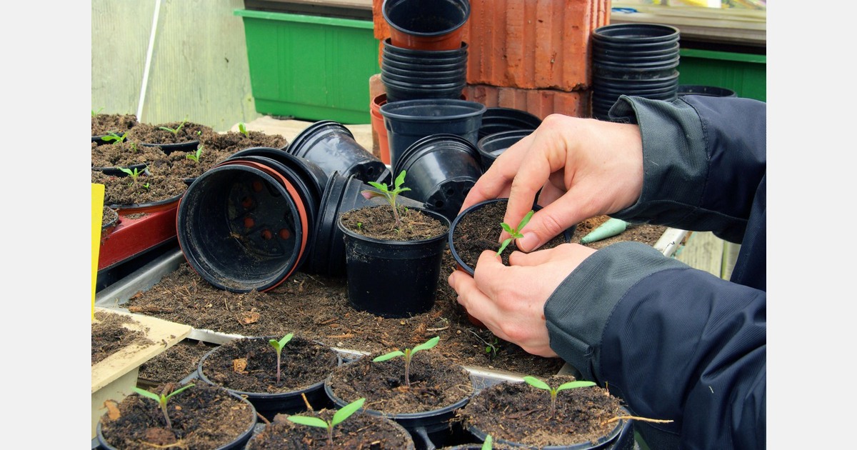 Man grows potato and tomato in one plant, people have mixed reactions