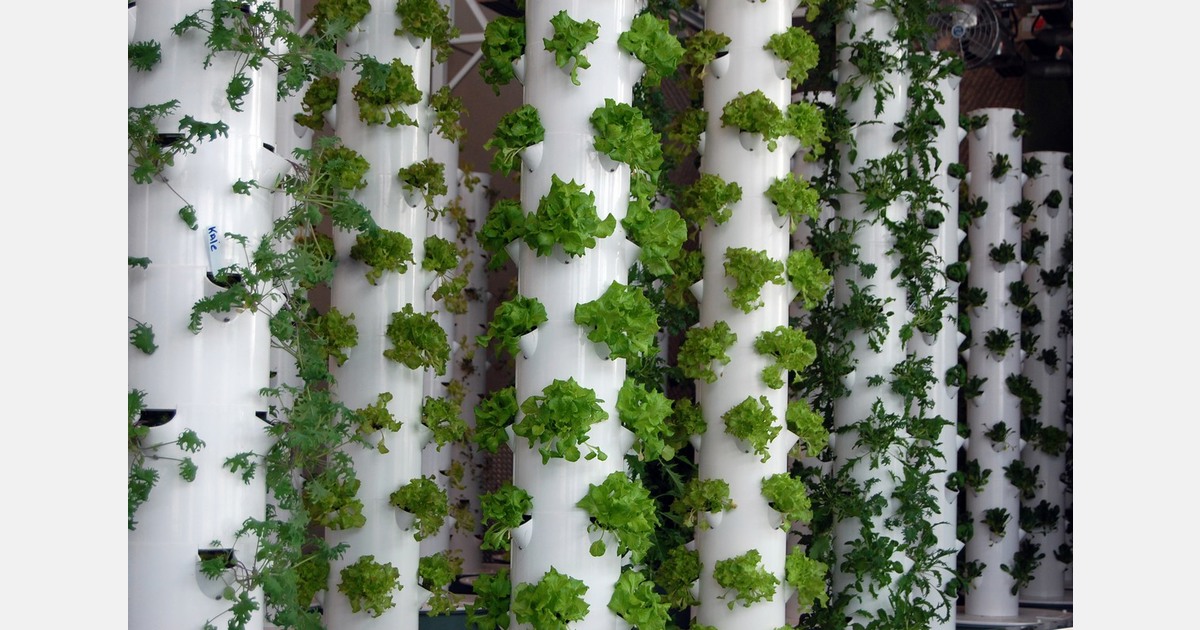 Vertical growing towers bring hydroponics into Dutch primary schools