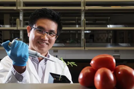 US (AL): Tran awarded grant to study tomato-killer pathogen