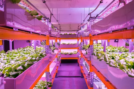 Hai Phong seeks to partner with French firm in vertical farming development
