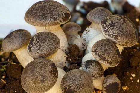 US (WI): Mushroom grower converts office space to express his craft