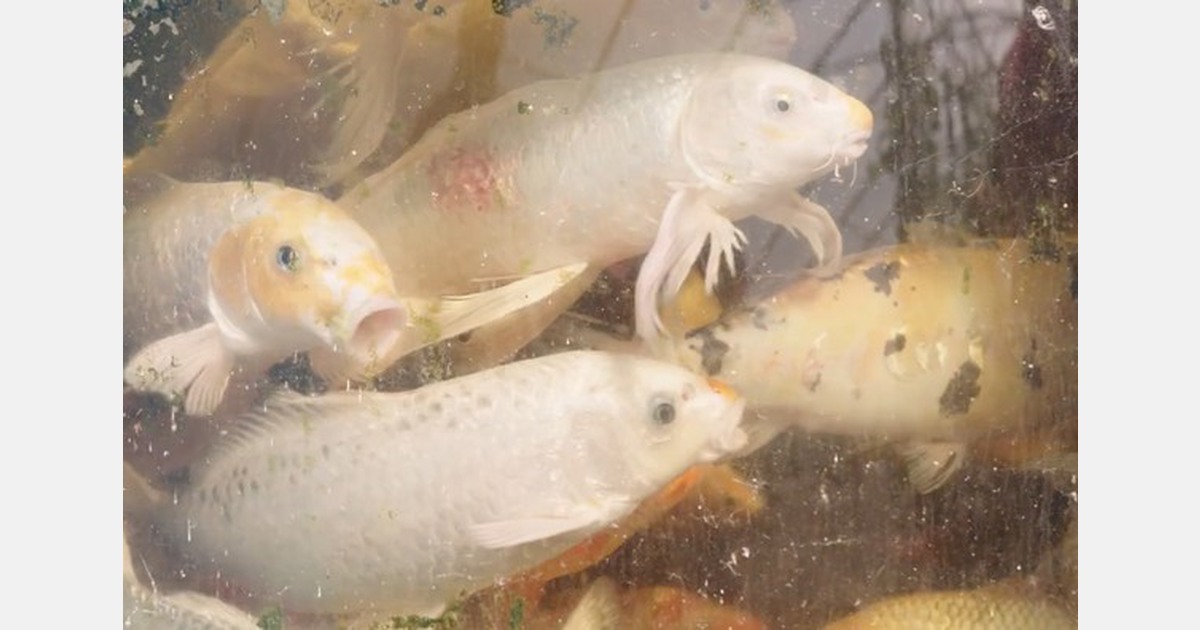 Diving into the art of aquaponics