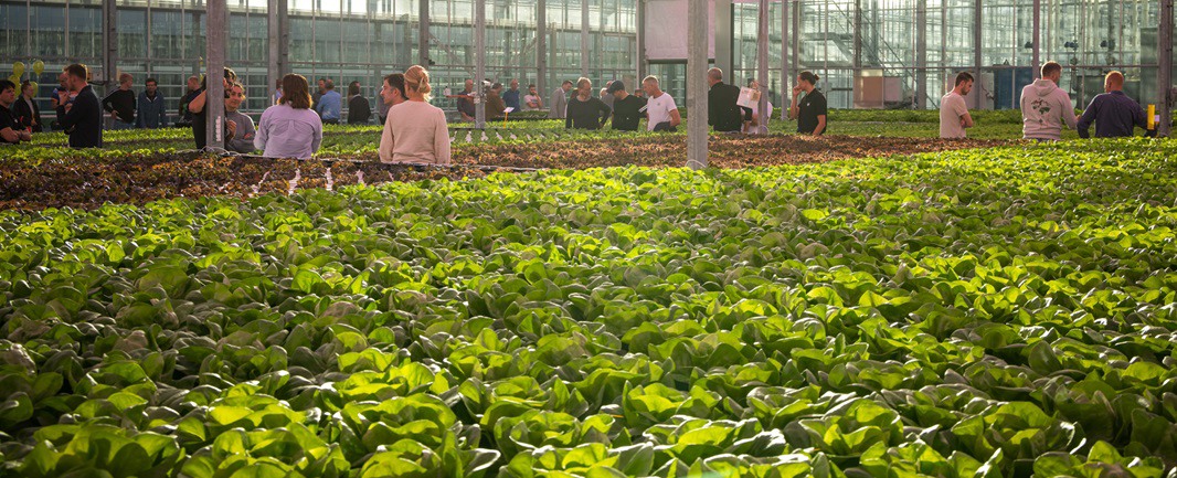 Opening of new hydroponic breeding facility