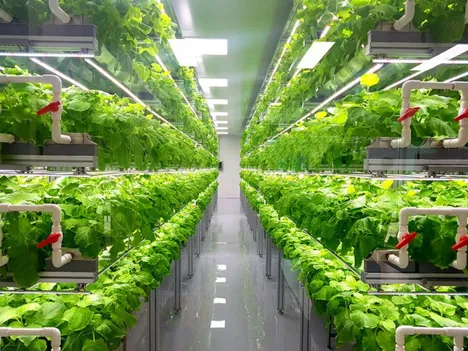Should I invest in a vertical farm?