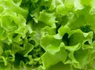 Great Australian lettuce inflation should be a lesson for the future