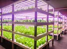 Germany: TH Köln optimizes vertical cultivation of fruit and vegetables