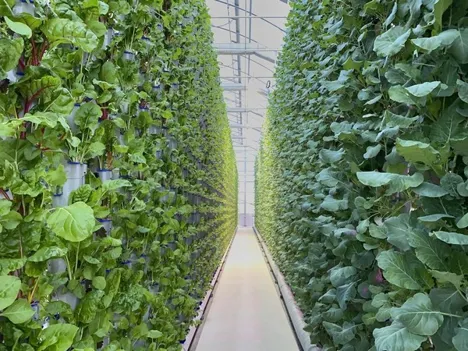Lessons from vertical farming bankruptcies, layoffs, and closures in 2023