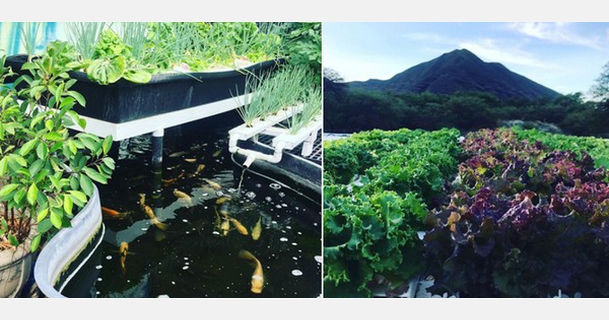 Bringing aquaponics closer to Japanese society