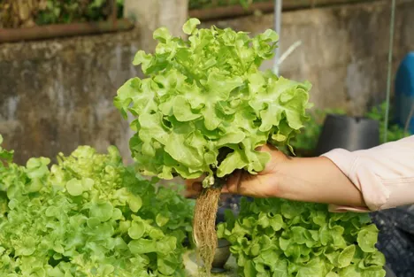Hong Kong restaurants harnessing hydroponic produce