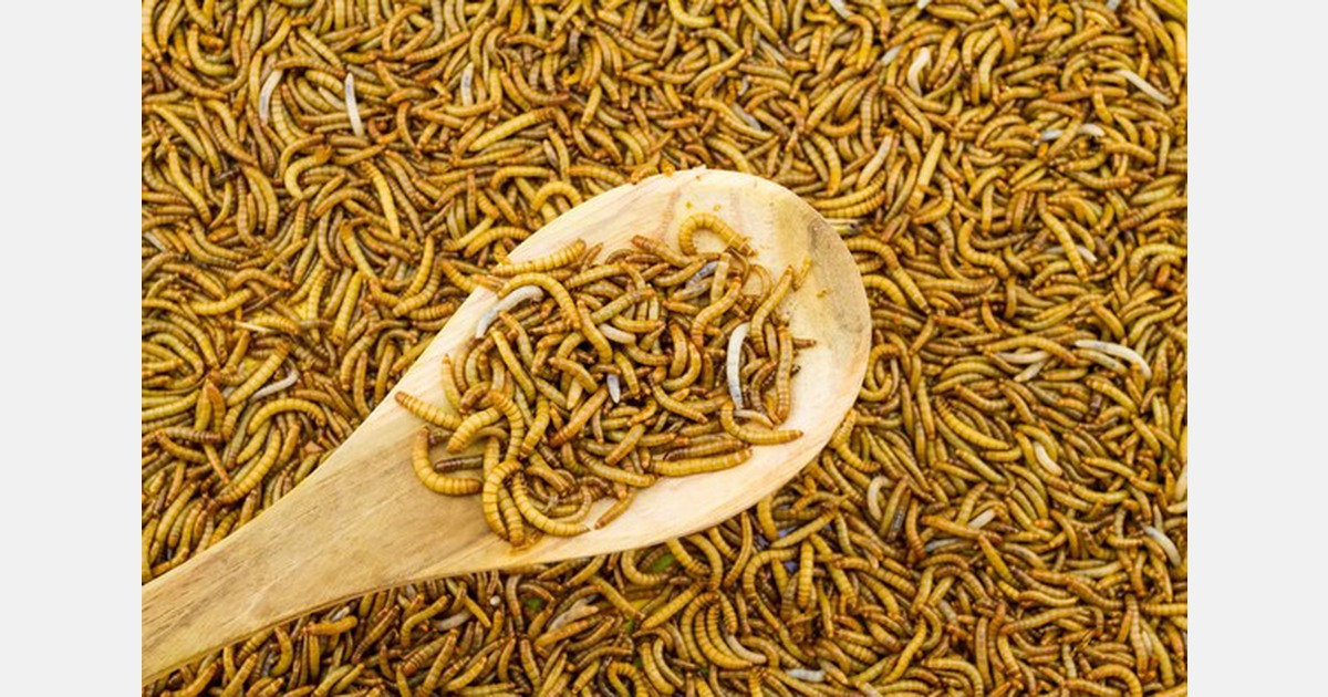 French insect farm opens mealworm farm to enter chicken feed market