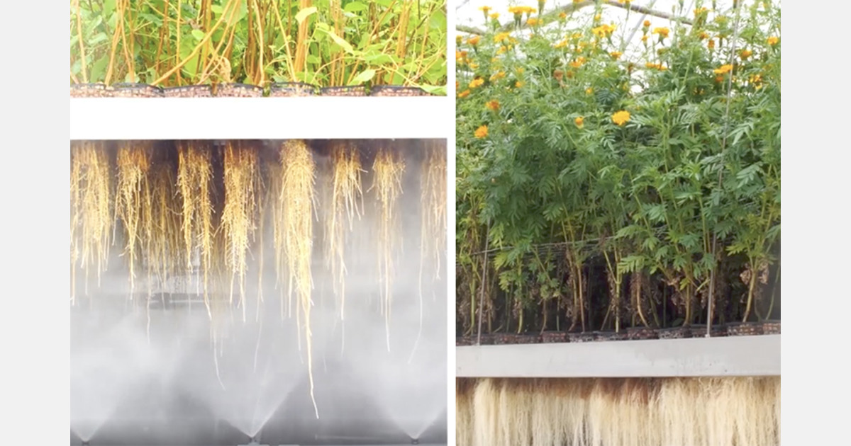 Aeroponically grown sweet potatoes main ingredient in skincare product