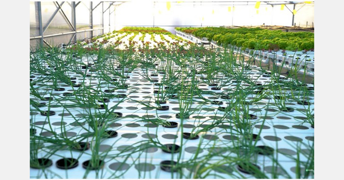 Rooftop farming with neighbour roots part 4 business in agriculture