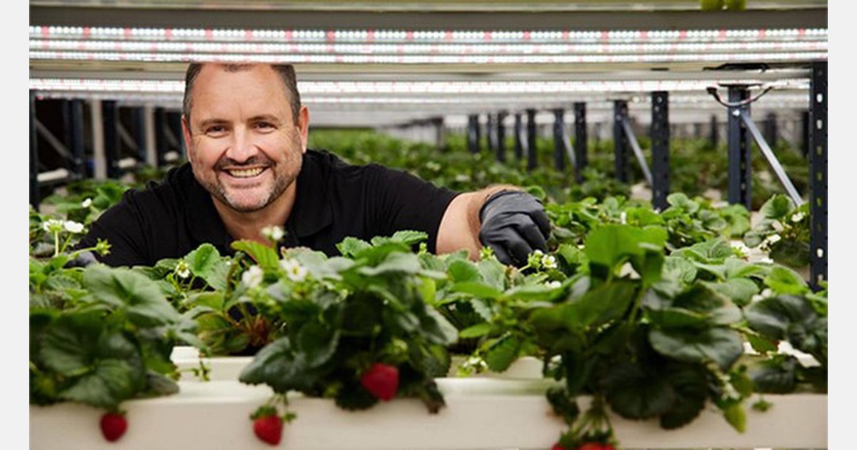 NZ: 26 Seasons' first vertical strawberry farm aims high in Foxton