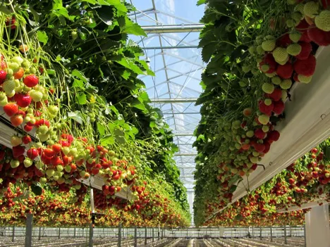 Philippines: La Trinidad farmers urged to adopt elevated strawberry farming
