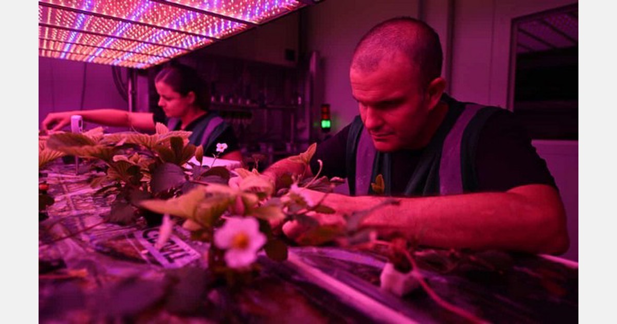 AU: Perfect produce with no sun or soil, but will high energy inputs be a threat to this indoor farm?