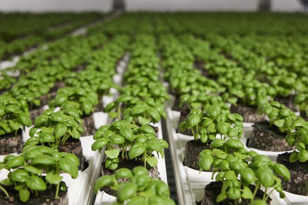 Vertical farm begins commercial-scale herb manufacturing