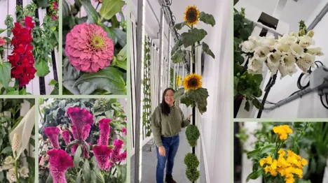 Flowers growing in hydroponic towers