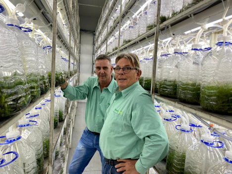 Brazil: How tissue culture techniques can aid vertical farms becoming more efficient