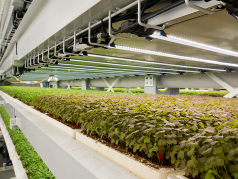 US (NY): Upward Farms ceases all vertical farming operations