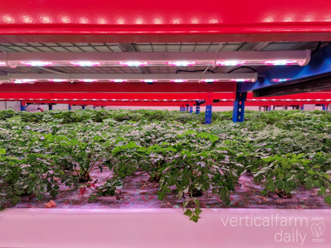 Decision support system for viability and environmental impact assessment of vertical farms