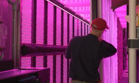 US (MA): Container farm pilot shows promising signs