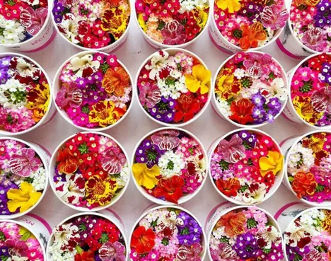 Portugal: Agtech company raises €55,000 to produce edible flowers and microgreens