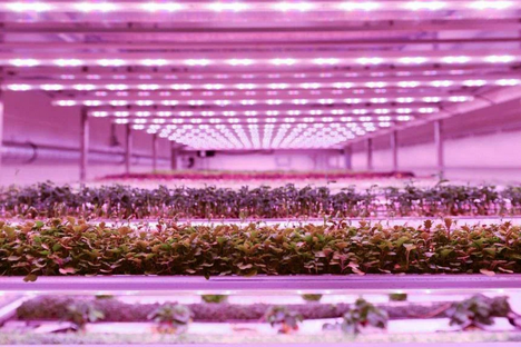 Singapore: How various indoor farms are tackling food security