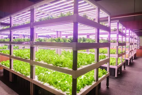 What's driving vertical farming in Canada?