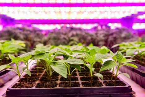 Planting tiny indoor farms in strip malls and office parks