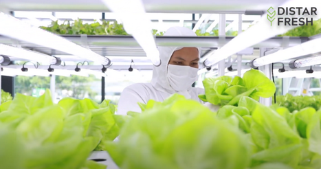 Thailand: Growing 10 tons of veggies a month