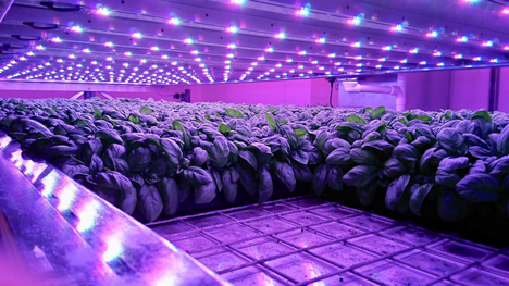 50 microfarms and IP-sharing program across the Asia Pacific